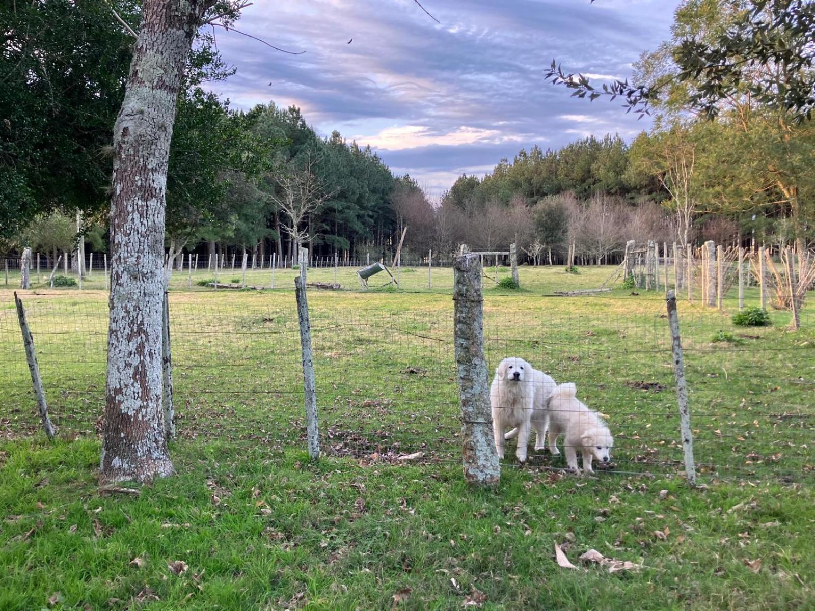 Pinos De La Quebrada Villa Quebrada de los Cuervos Luaran gambar