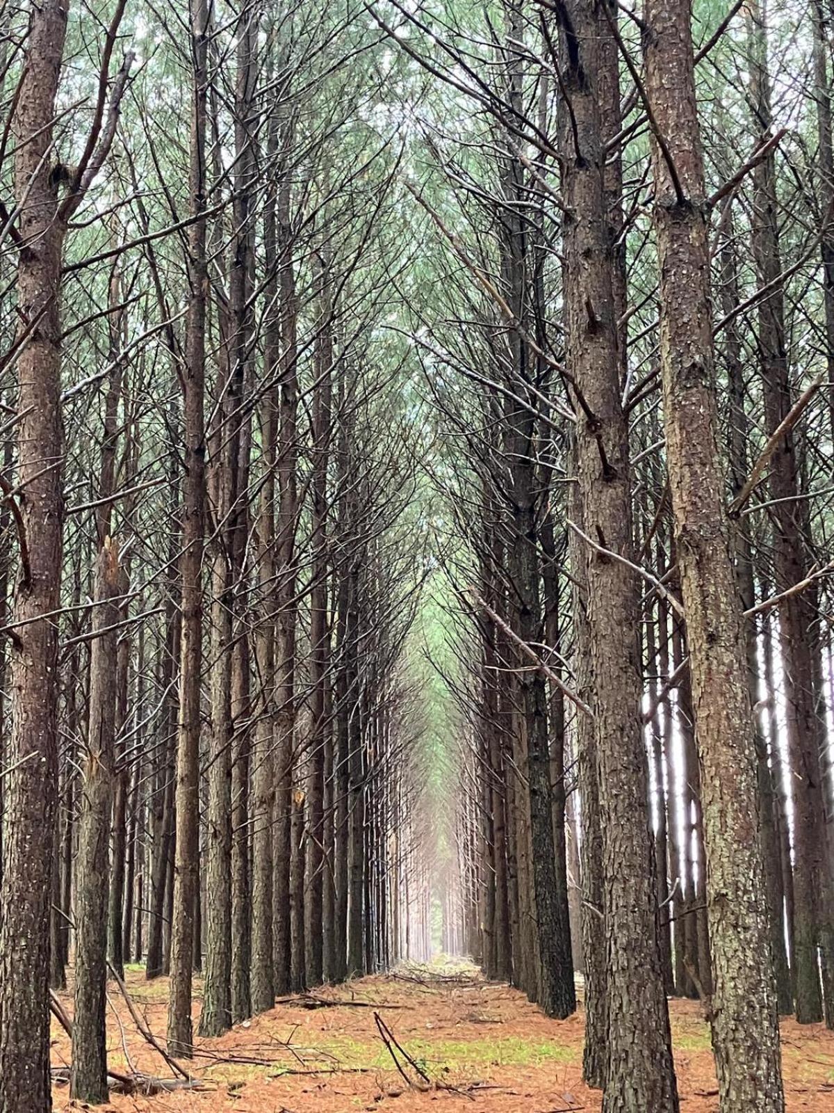 Pinos De La Quebrada Villa Quebrada de los Cuervos Luaran gambar