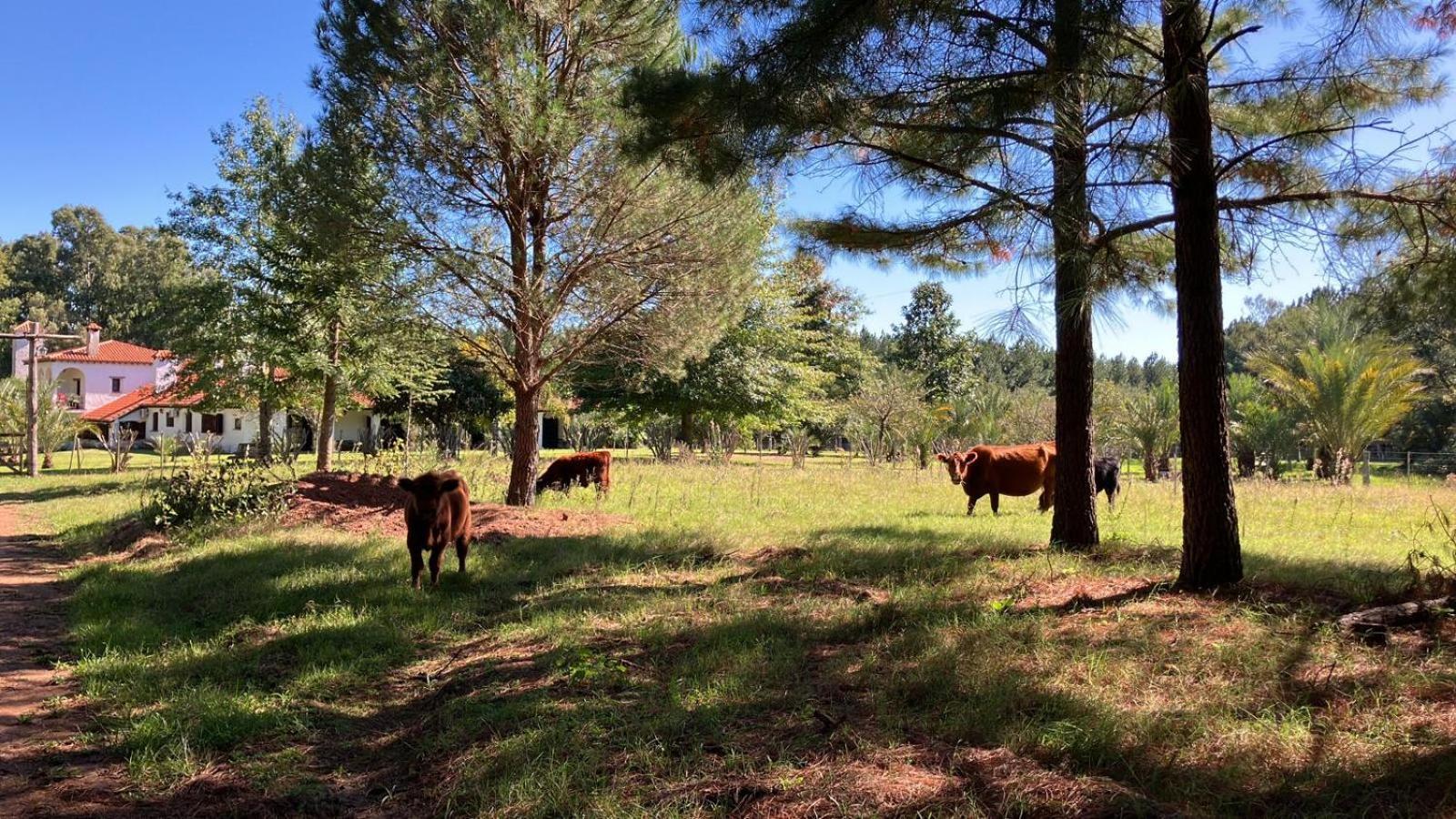 Pinos De La Quebrada Villa Quebrada de los Cuervos Luaran gambar