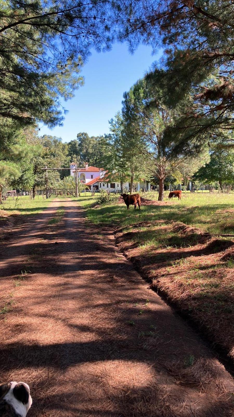 Pinos De La Quebrada Villa Quebrada de los Cuervos Luaran gambar