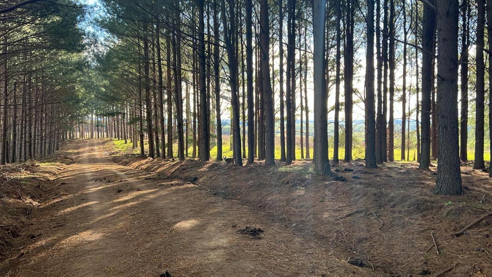 Pinos De La Quebrada Villa Quebrada de los Cuervos Luaran gambar