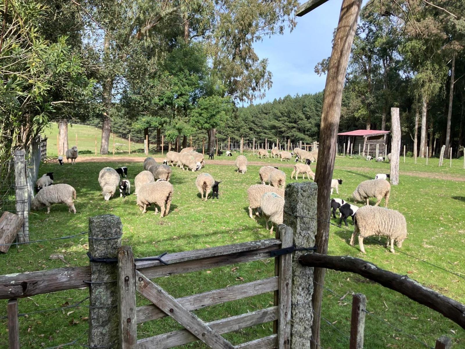 Pinos De La Quebrada Villa Quebrada de los Cuervos Luaran gambar